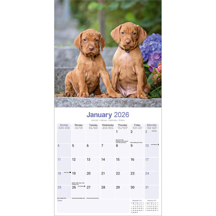 Avonside Vizsla Kalender 2026