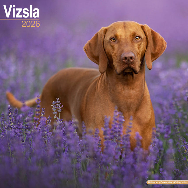Avonside Vizsla Kalender 2026