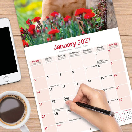 Avonside Vizsla Kalender 2027