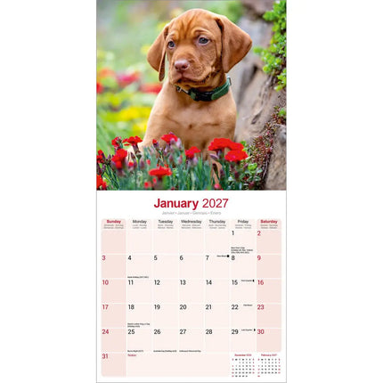 Avonside Vizsla Kalender 2027