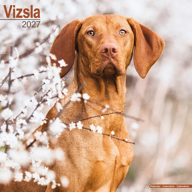 Avonside Vizsla Kalender 2027