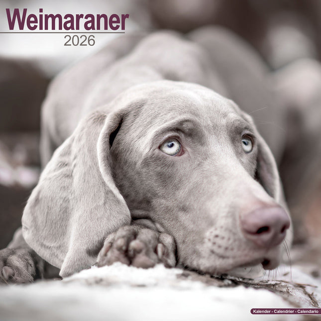 Avonside Weimaraner Kalender 2026