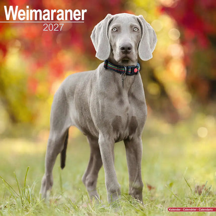 Avonside Weimaraner Kalender 2027