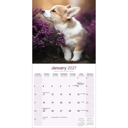 Avonside Welsh Corgi Kalender 2027