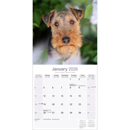 Avonside Welsh Terrier Kalender 2026