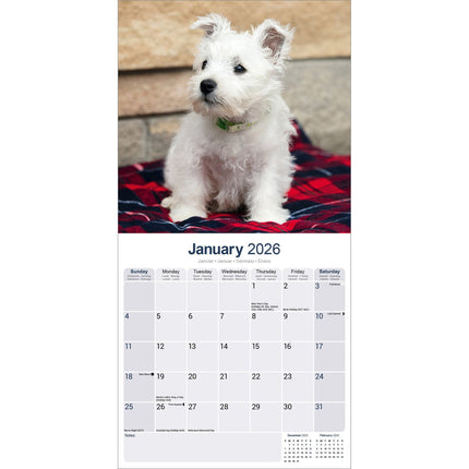 Avonside West Highland White Terrier Kalender 2026