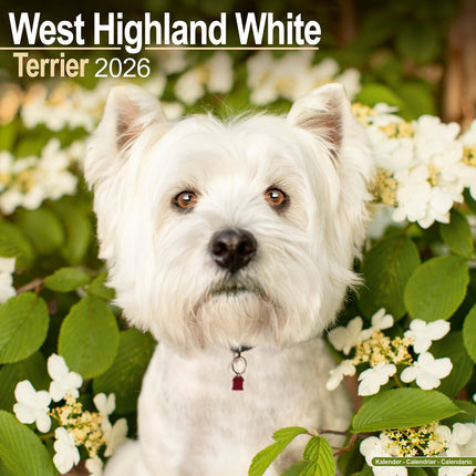 Avonside West Highland White Terrier Kalender 2026