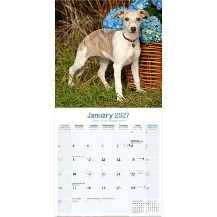 Avonside Whippet Kalender 2027