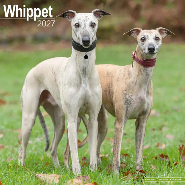 Avonside Whippet Kalender 2027