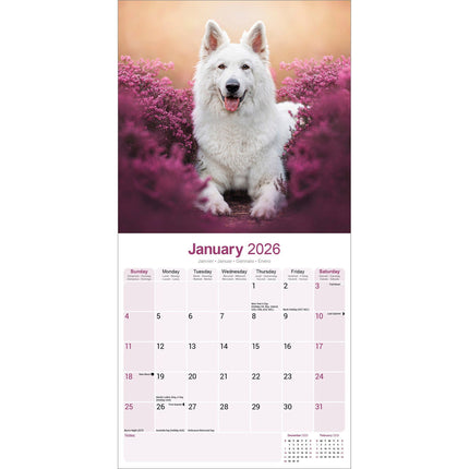 Avonside Witte Herder Kalender 2026