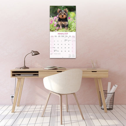 Avonside Yorkshire Terrier Kalender 2026