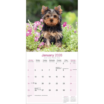 Avonside Yorkshire Terrier Kalender 2026