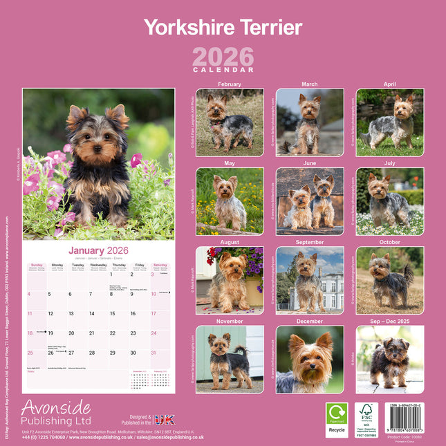 Avonside Yorkshire Terrier Kalender 2026