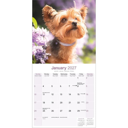 Avonside Yorkshire Terrier Kalender 2027