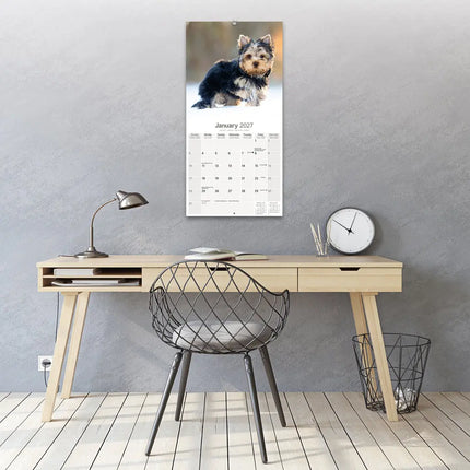 Avonside Yorkshire Terrier Puppies Kalender 2027
