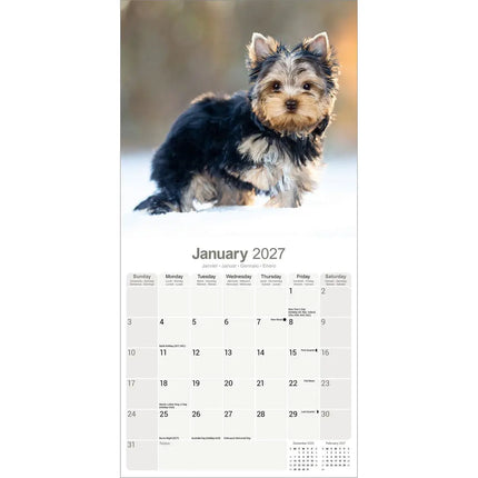 Avonside Yorkshire Terrier Puppies Kalender 2027
