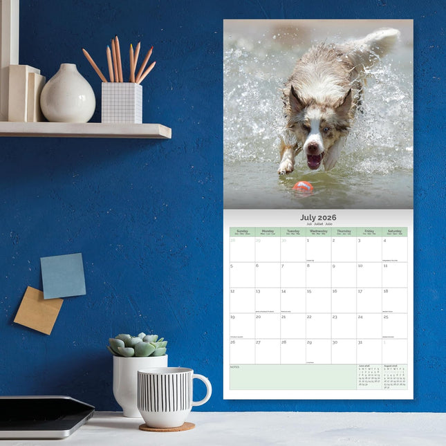Baker & Bray Australian Shepherd Kalender 2026