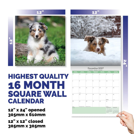 Baker & Bray Australian Shepherd Kalender 2027