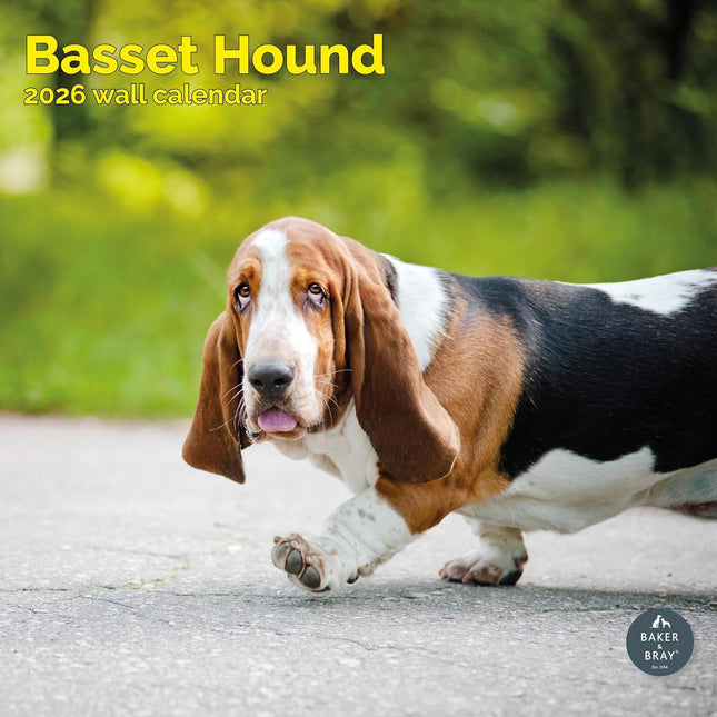 Baker & Bray Basset Hound Kalender 2026