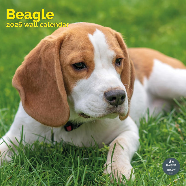 Baker & Bray Beagle Kalender 2026