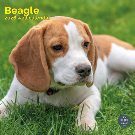 Baker & Bray Beagle Kalender 2026