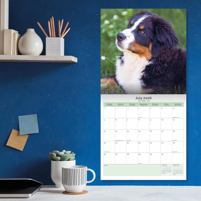 Baker & Bray Berner Sennen Kalender 2026