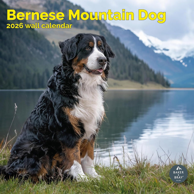 Baker & Bray Berner Sennen Kalender 2026