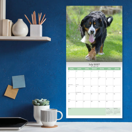 Baker & Bray Berner Sennen Kalender 2027