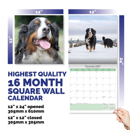 Baker & Bray Berner Sennen Kalender 2027