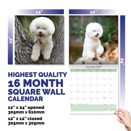 Baker & Bray Bichon Frise Kalender 2027