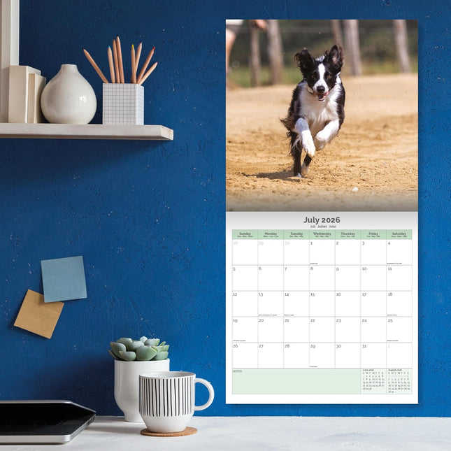 Baker & Bray Border Collie Kalender 2026