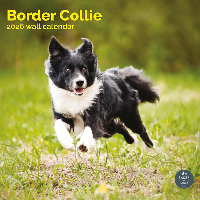 Baker & Bray Border Collie Kalender 2026