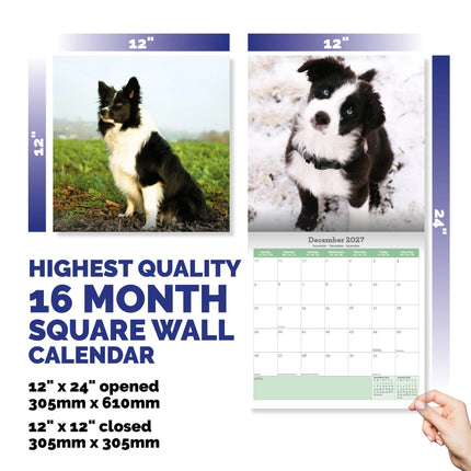 Baker & Bray Border Collie Kalender 2027