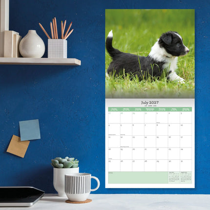 Baker & Bray Border Collie Puppies Kalender 2027