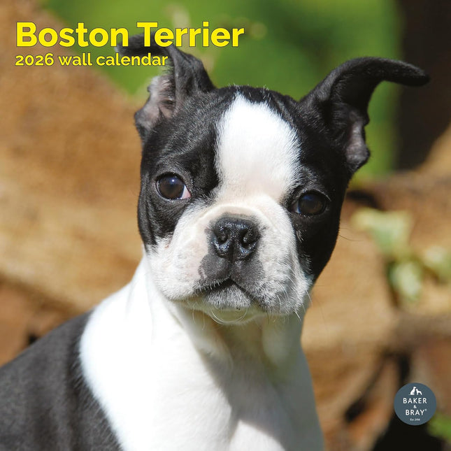 Baker & Bray Boston Terrier Kalender 2026