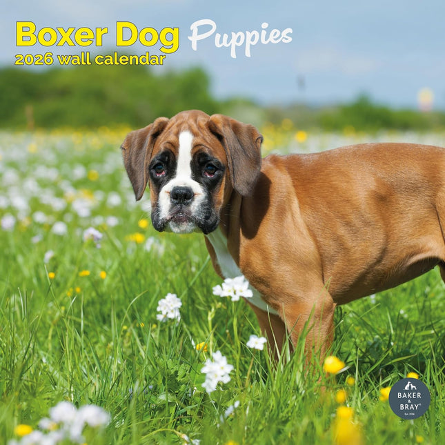 Baker & Bray Boxer Puppies Kalender 2026