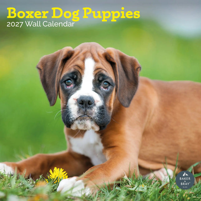 Baker & Bray Boxer Puppies Kalender 2027