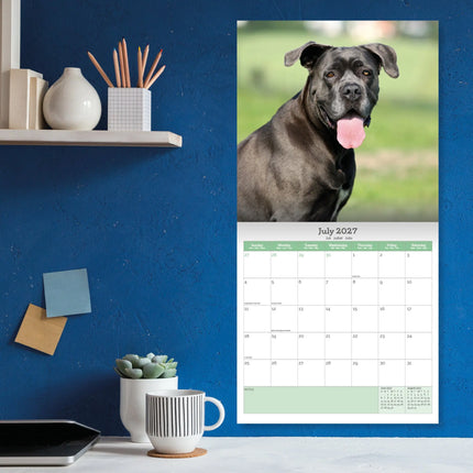 Baker & Bray Cane Corso Kalender 2027