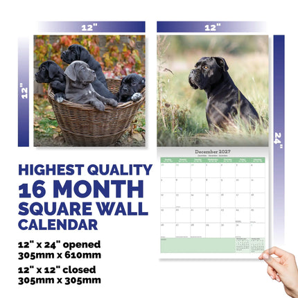Baker & Bray Cane Corso Kalender 2027