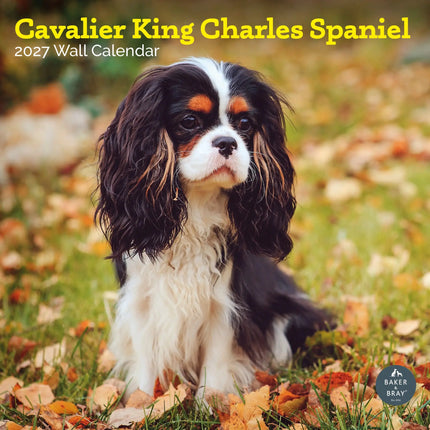 Baker & Bray Cavalier King Charles Spaniel Kalender 2027