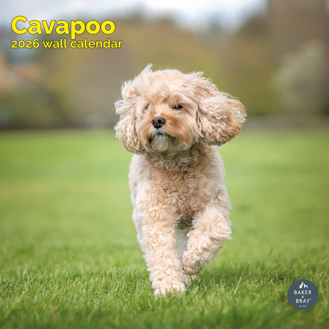 Baker & Bray Cavapoo Kalender 2026