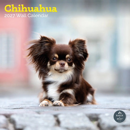 Baker & Bray Chihuahua Kalender 2027