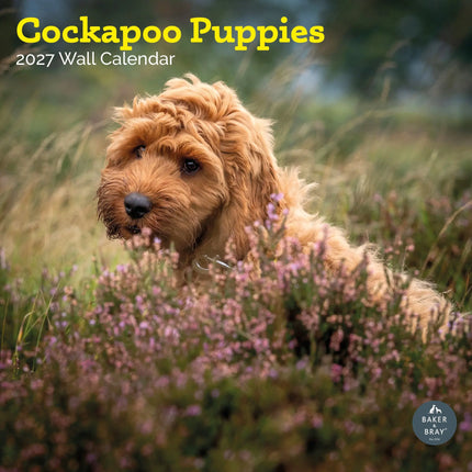 Baker & Bray Cockapoo Puppies Kalender 2027
