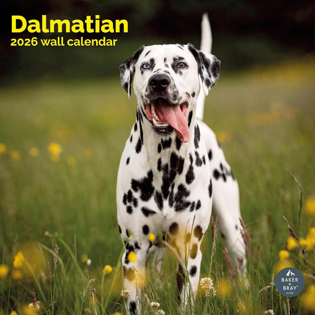 Baker & Bray Dalmatier Kalender 2026