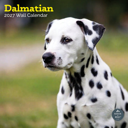 Baker & Bray Dalmatier Kalender 2027