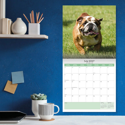Baker & Bray Engelse Bulldog Kalender 2027