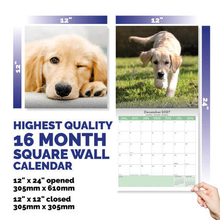 Baker & Bray Golden Retriever Puppies Kalender 2027