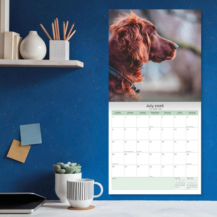 Baker & Bray Ierse Setter Kalender 2027