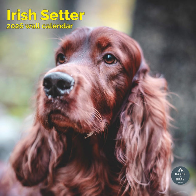 Baker & Bray Ierse Setter Kalender 2027