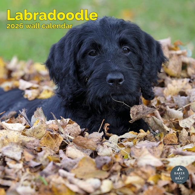 Baker & Bray Labradoodle Kalender 2026